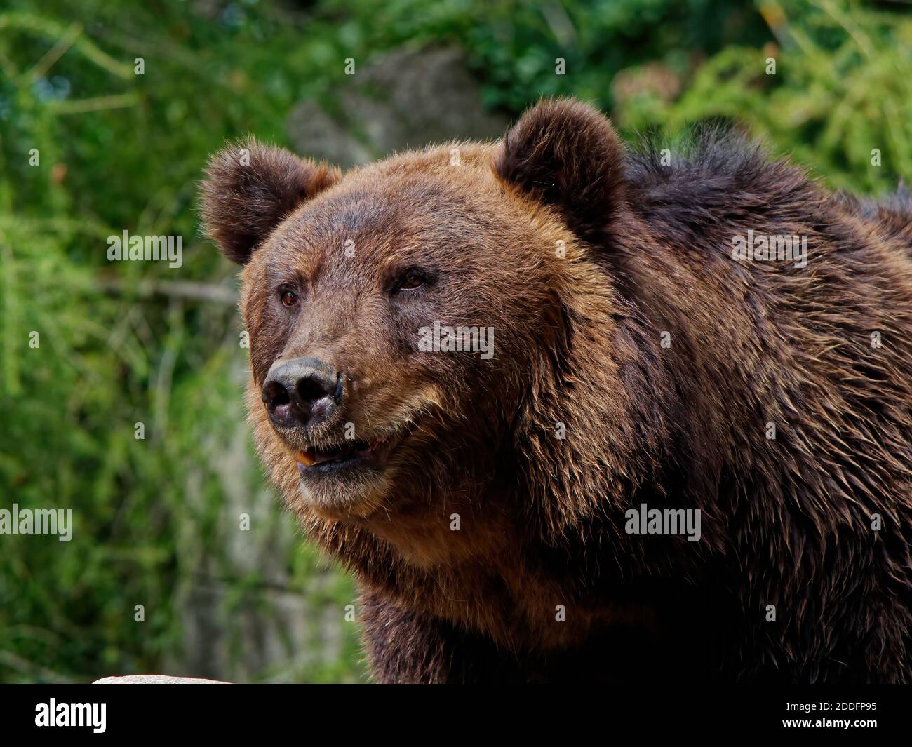 A closeup shot of a brown bear in the forest Stock Photo - Alamy