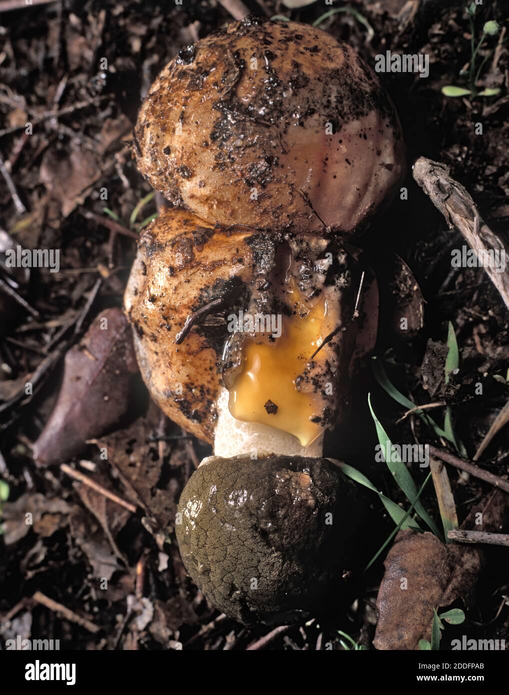 Egg Shaped Fungi High Resolution Stock Photography and Images Alamy