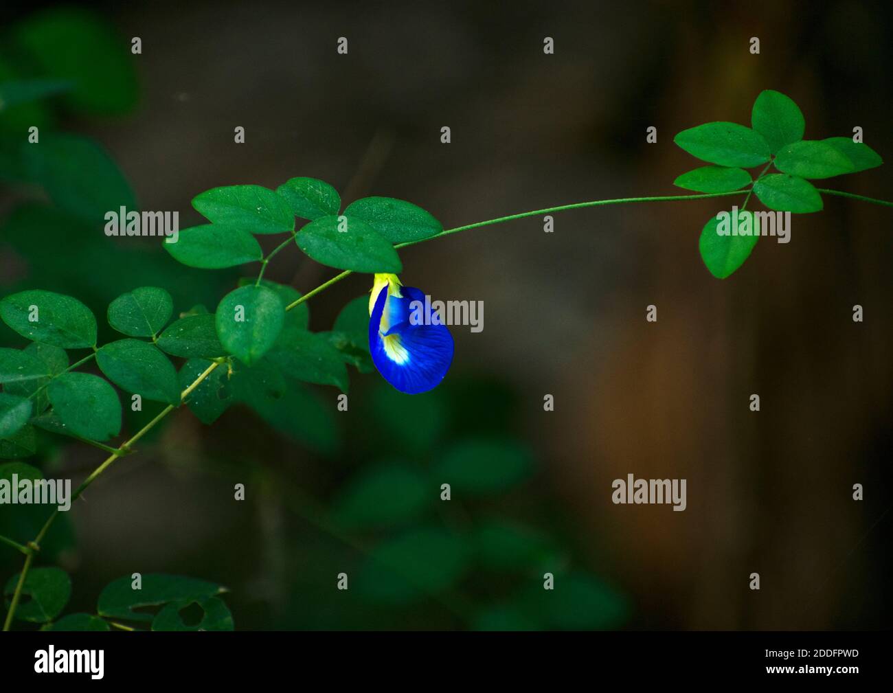 flower single aparajita Stock Photo Alamy