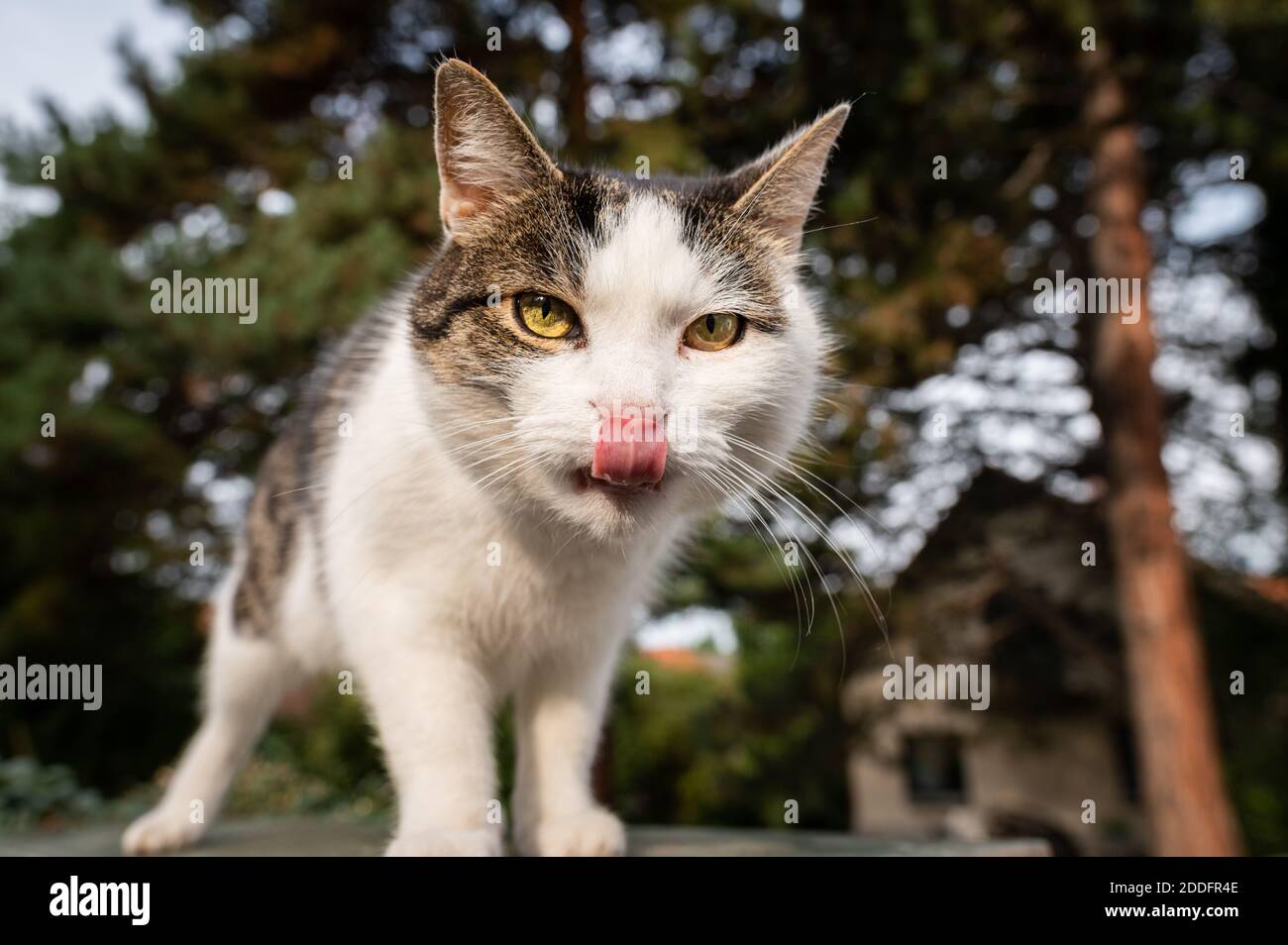 Portrait of a cute little cat on a garden fence Stock Photo - Alamy
