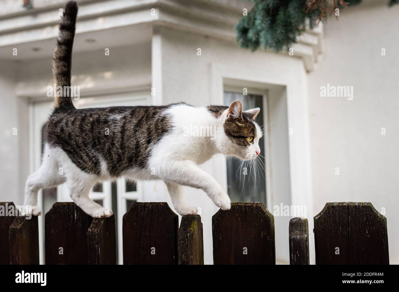 Portrait of a cute little cat on a garden fence Stock Photo - Alamy