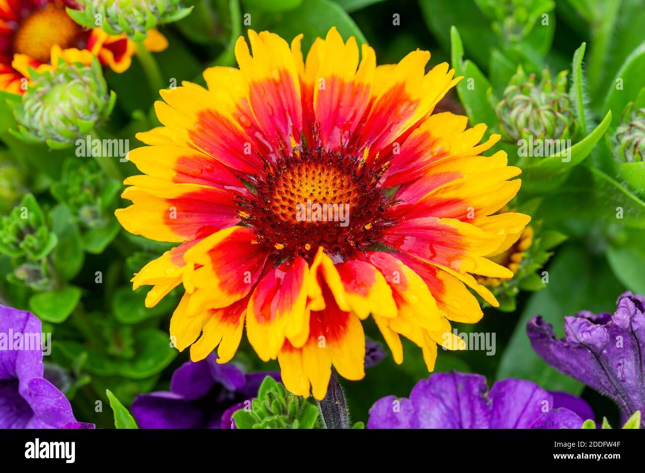 Gaillardia 'Arizona Sun' a spring summer flower plant commonly known as blanket flower, stock