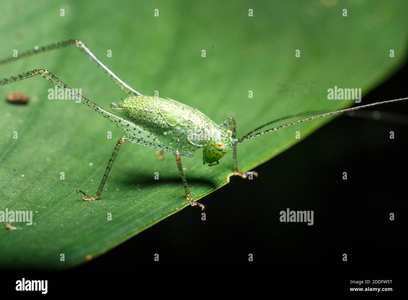 Grasshopper Stock Photo
