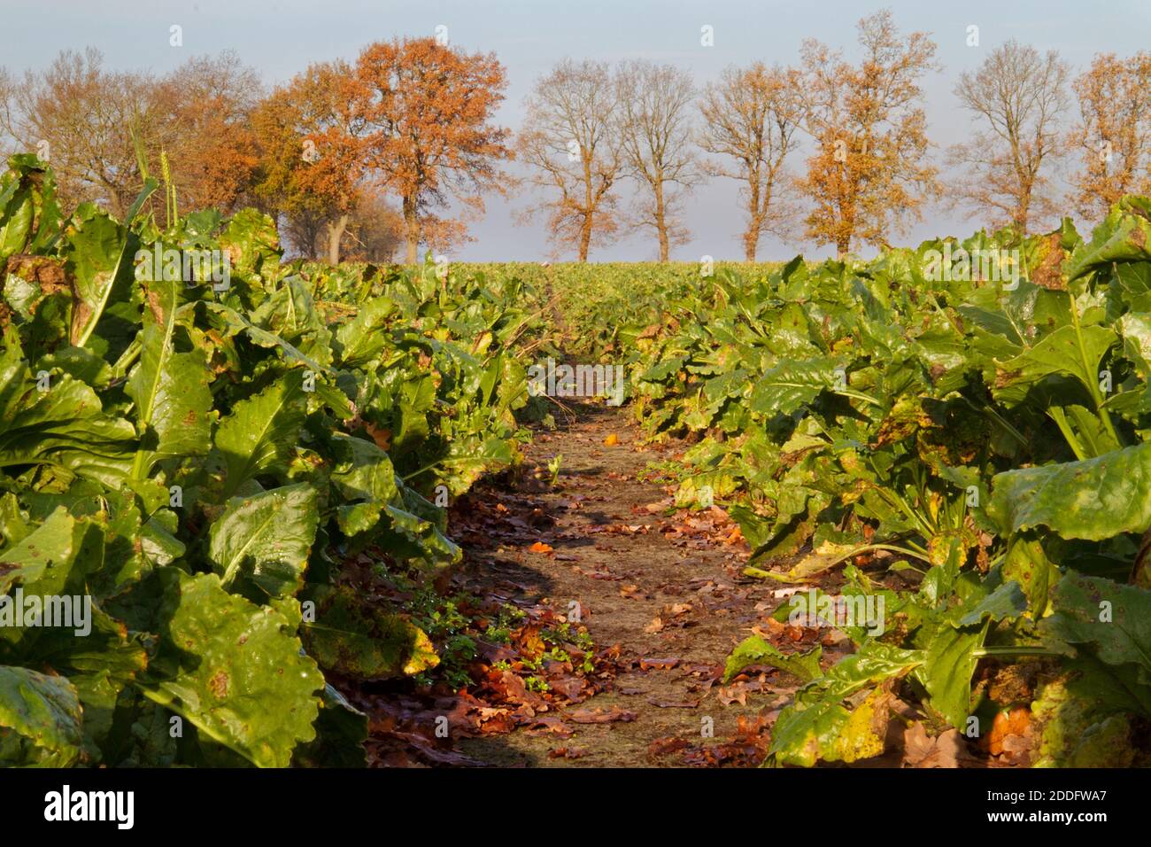 View into a Sugar beet field, low point of view, along a tractor track Stock Photo