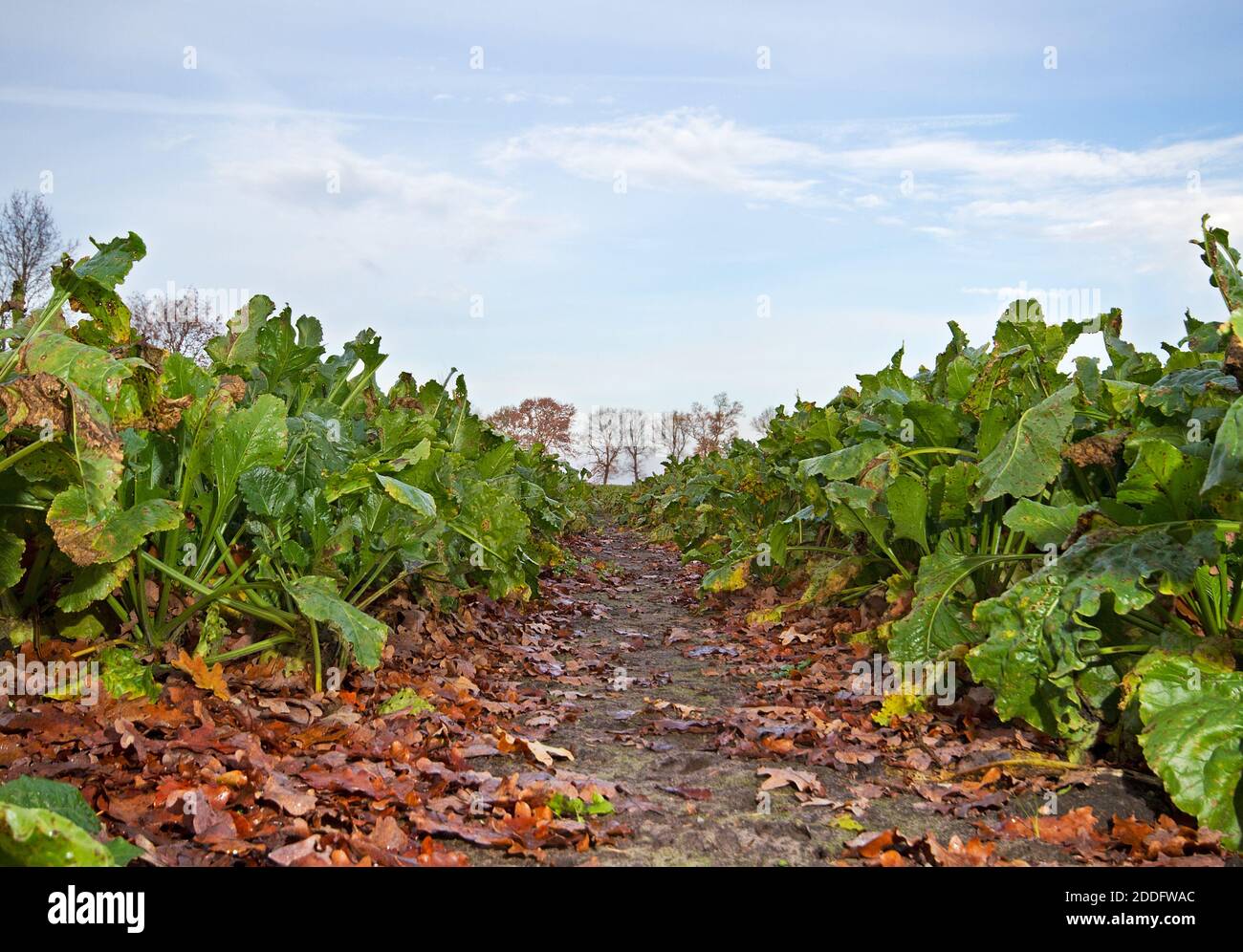 View into a Sugar beet field, low point of view, along a tractor track Stock Photo