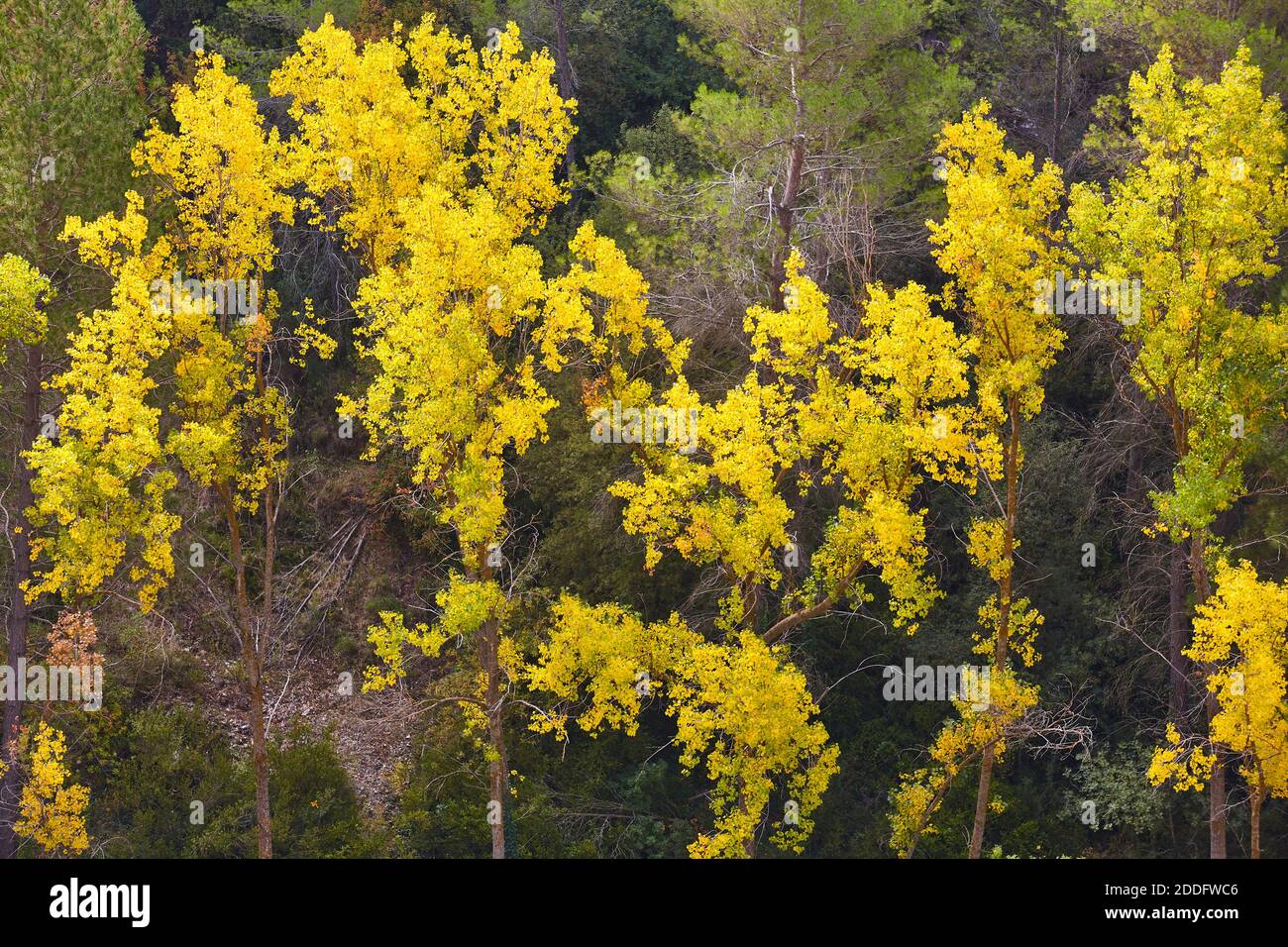 Autumn forest landscape. Fall season in nature. Golden tone Stock Photo ...