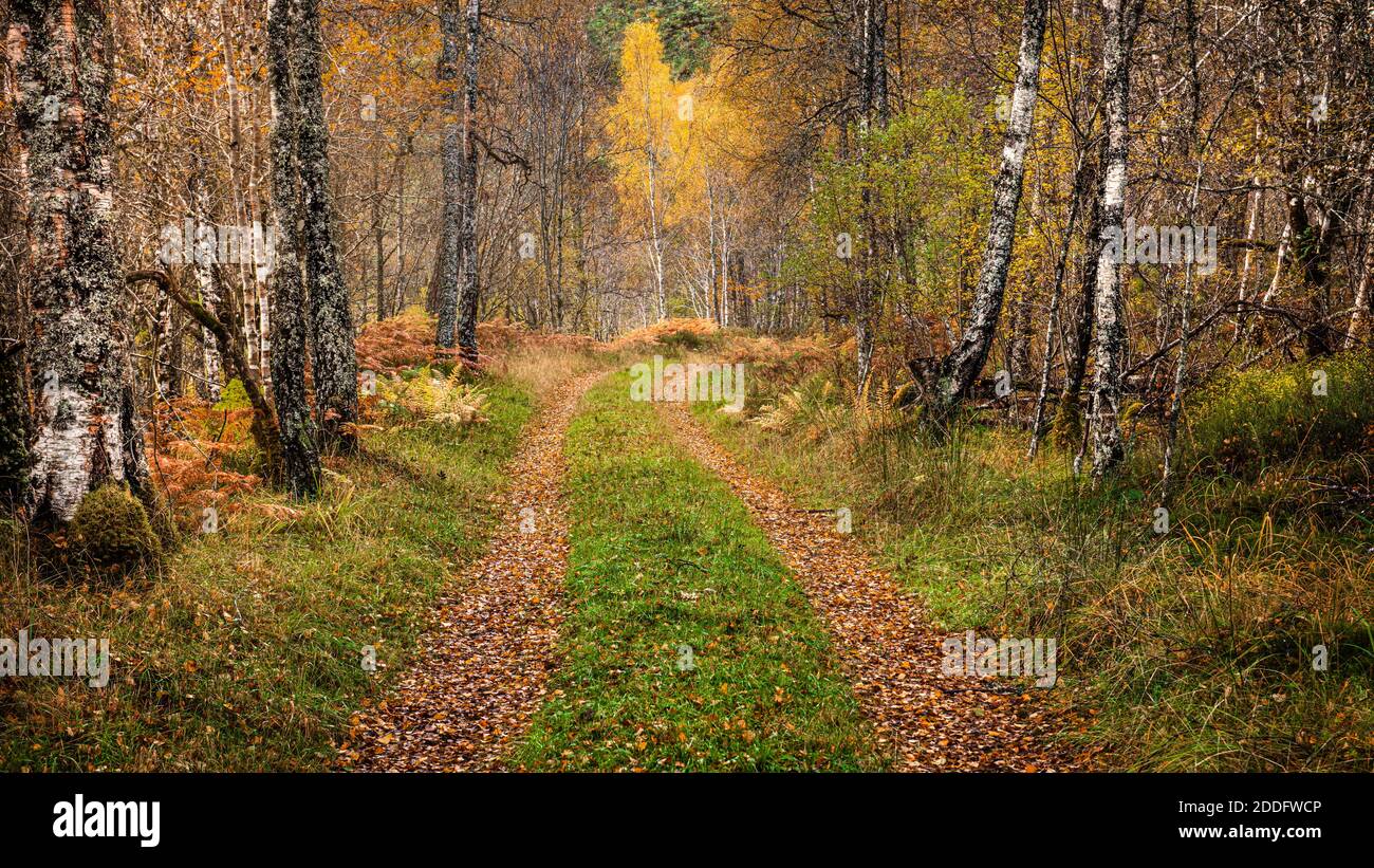 A hiking trail through the autumn colours in Glen Affric in the Scottish Highlands Stock Photo