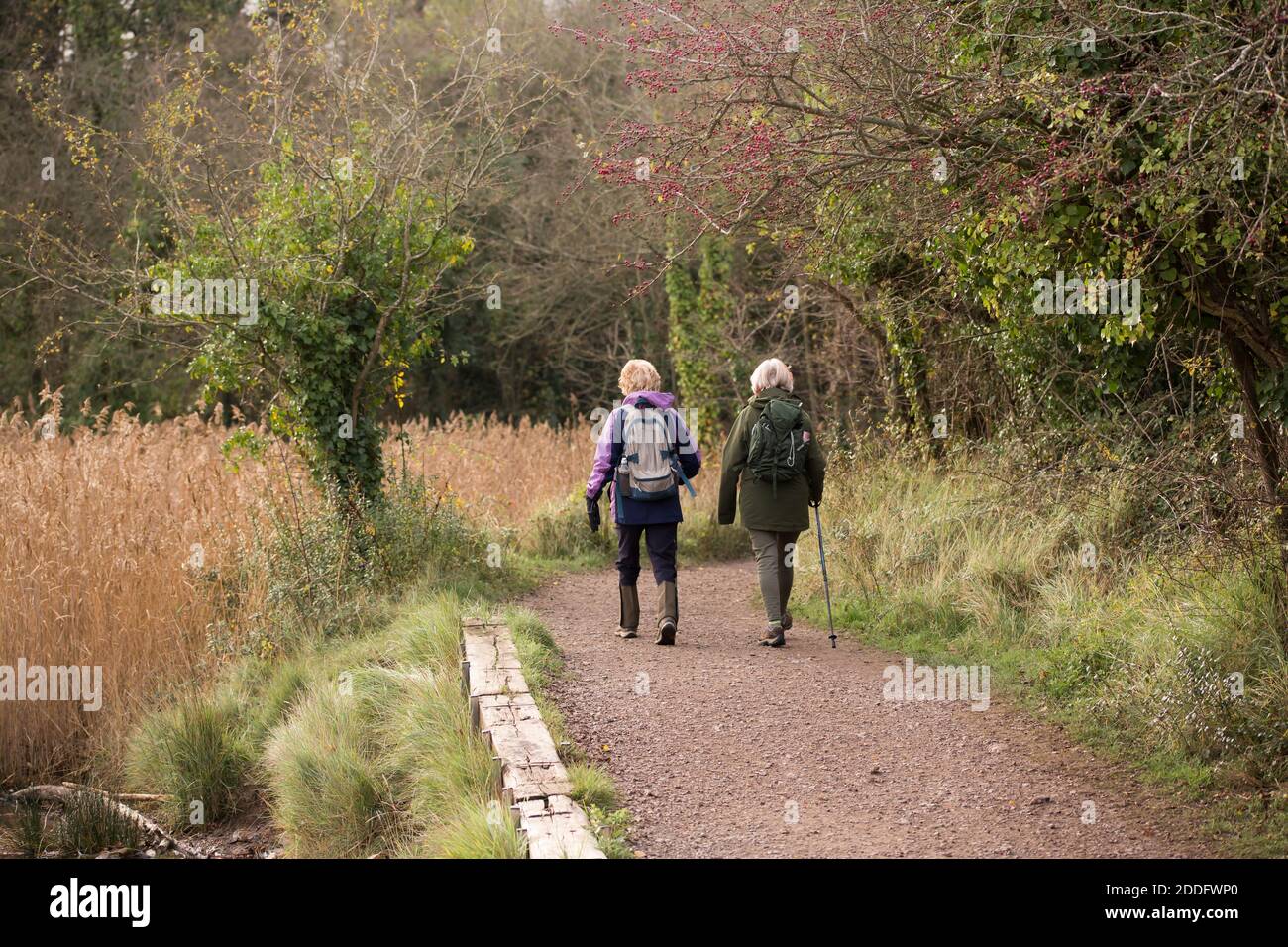 Two middle aged women walking or trekking through a woodland track in autumn Stock Photo