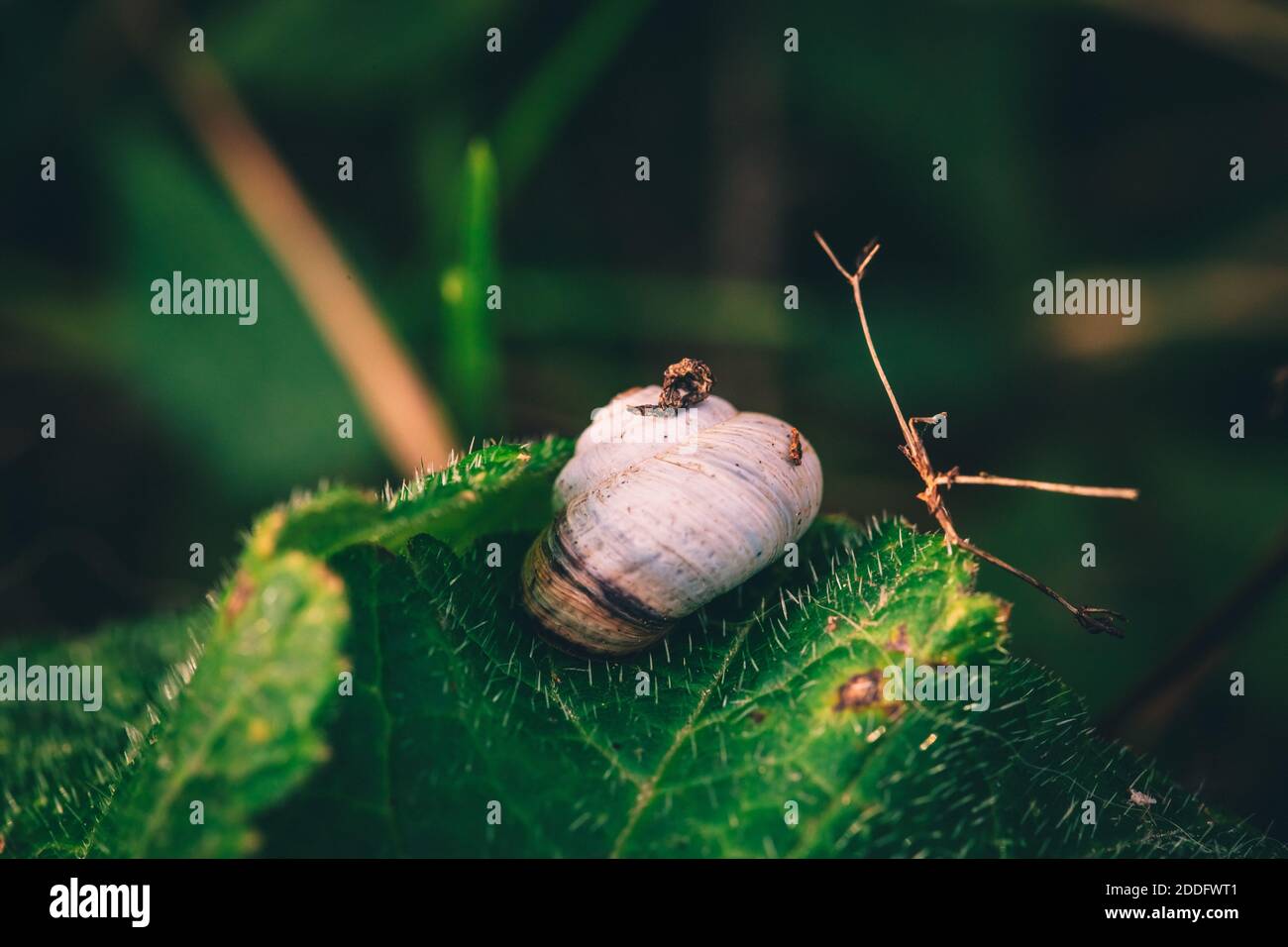 A macro image of a shrub snail or Genus Praticolella on a leaf close up Stock Photo