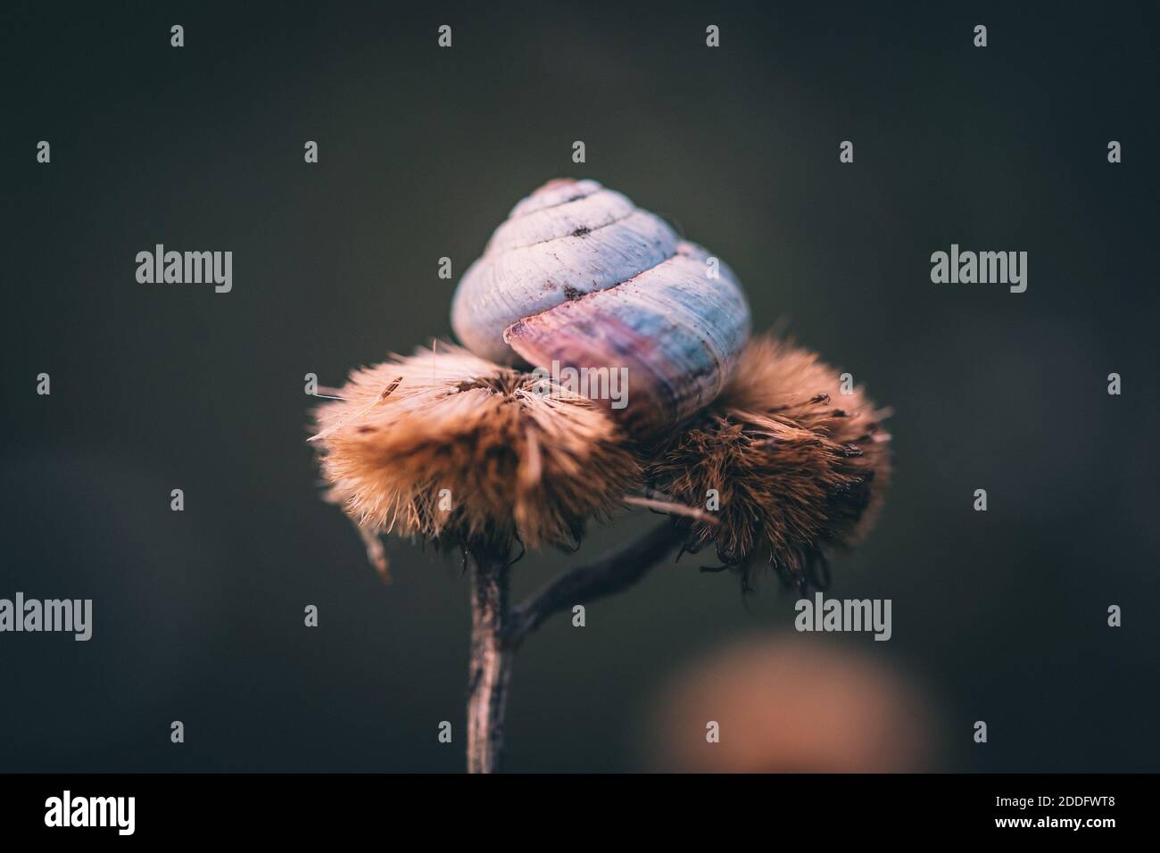 a macro image of a shrub snail or Genus Praticolella on a seed pod close up Stock Photo