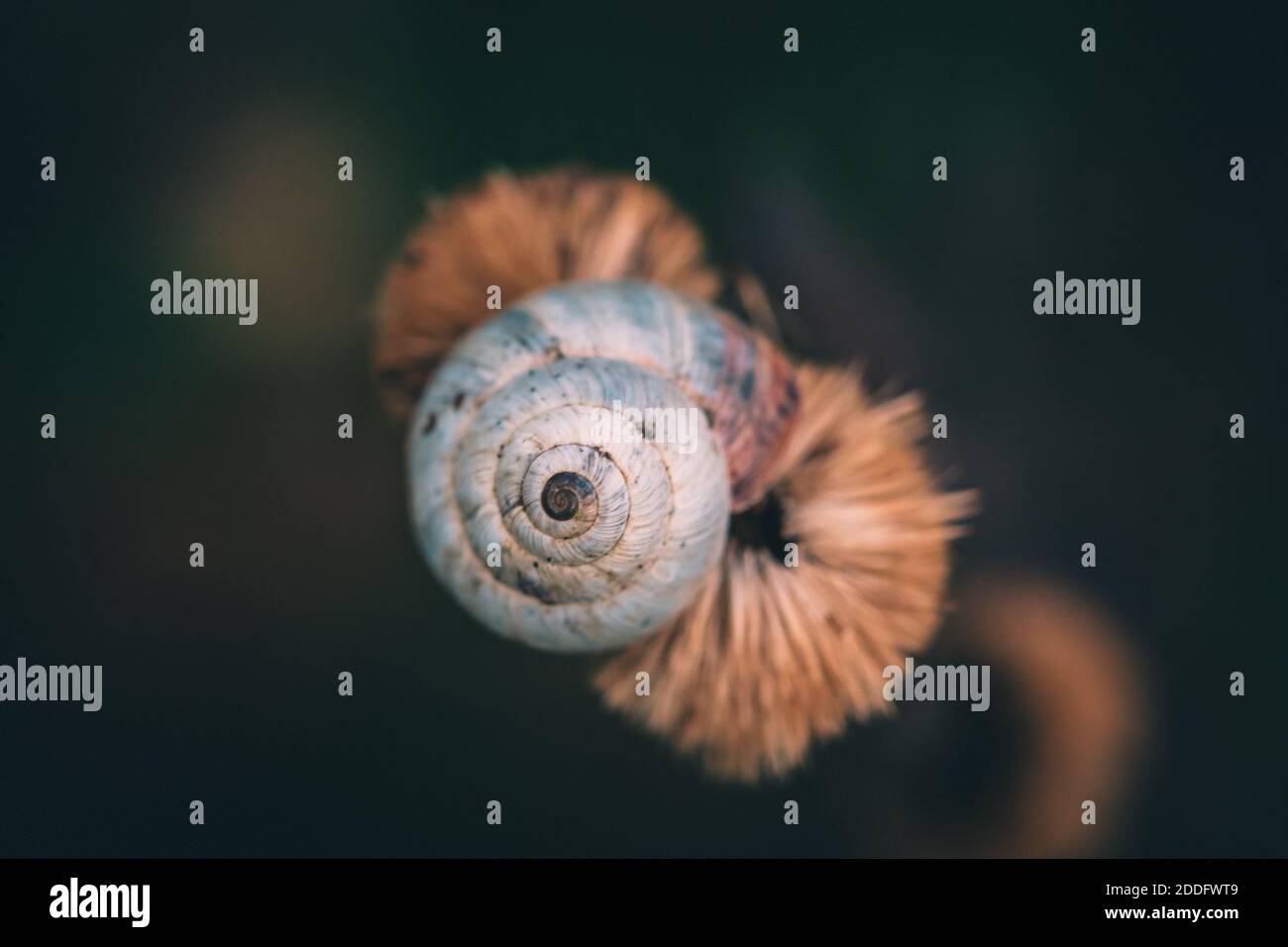 a macro image of a shrub snail or Genus Praticolella on a seed pod close up Stock Photo