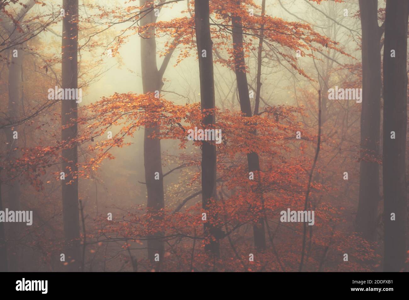 Autumnal forest in thick fog, with beautiful orange and golden leaves ...