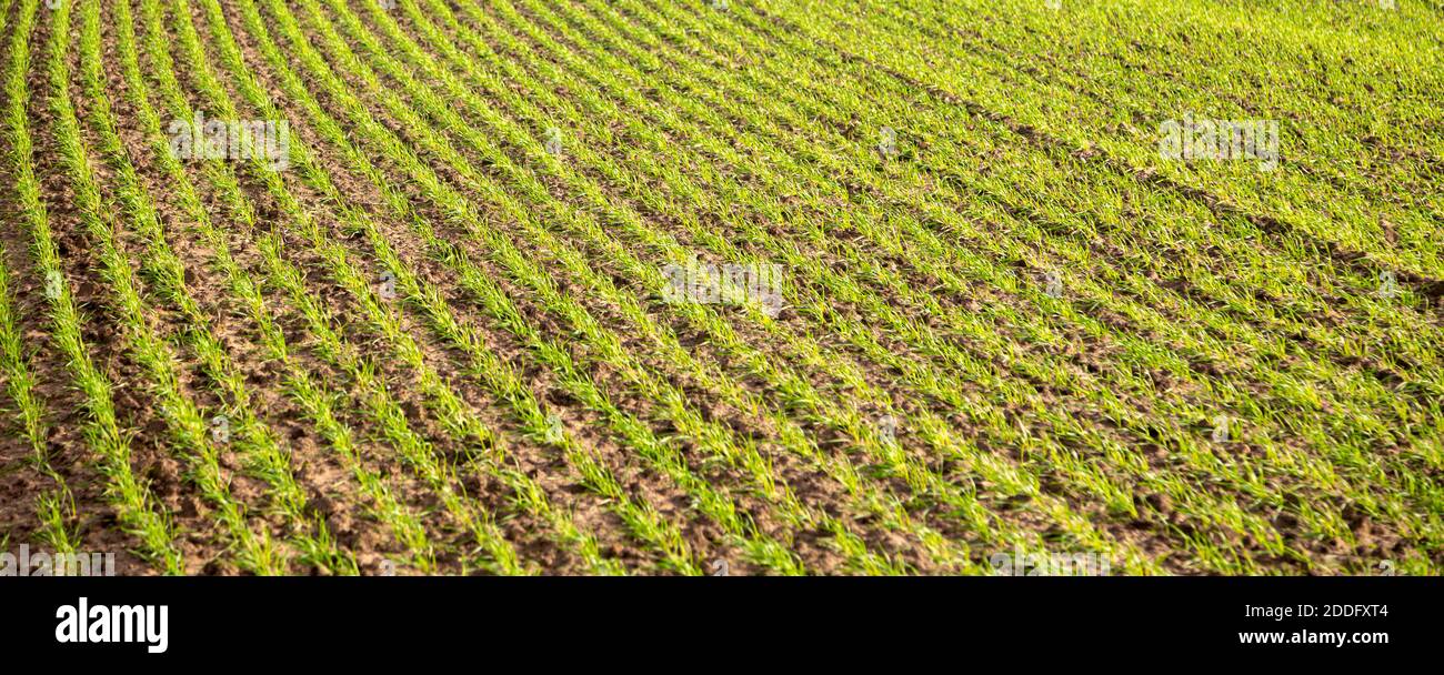 Shoots of winter cereal crop growing from soil in pattern of lines