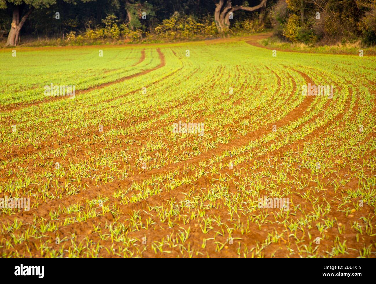 Shoots of winter cereal crop growing from soil in pattern of lines, Suffolk, England, UK Stock
