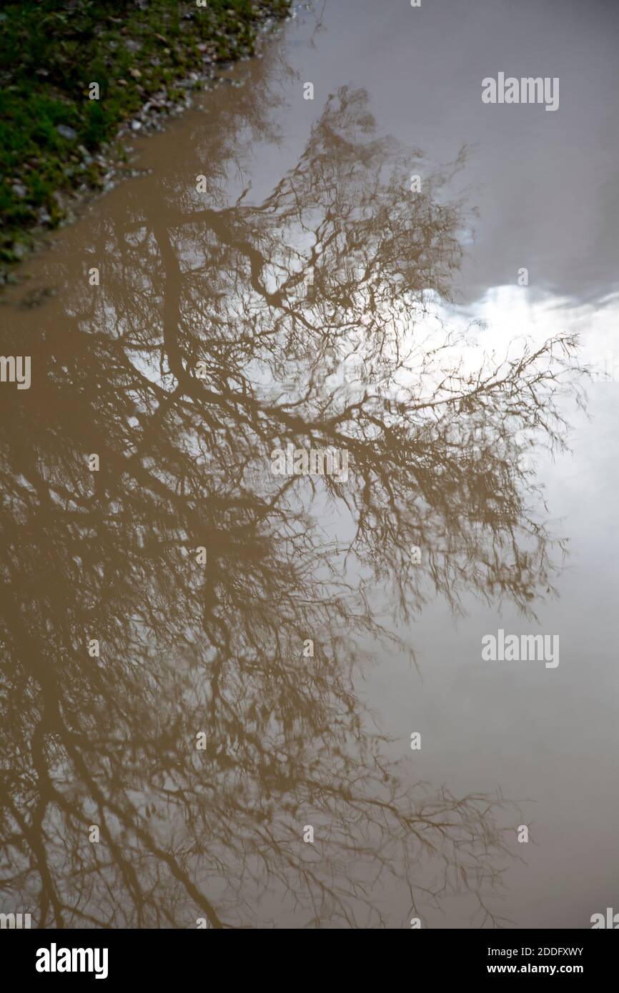 Reflection of trees in muddy water of a puddle Stock Photo