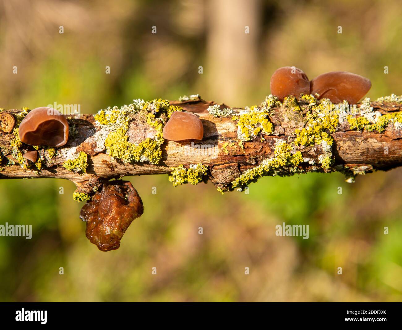 Auricularia auricula-judae, Wood Ear,  Auriculariales fungus, on tree branch Suffolk, UK Stock Photo