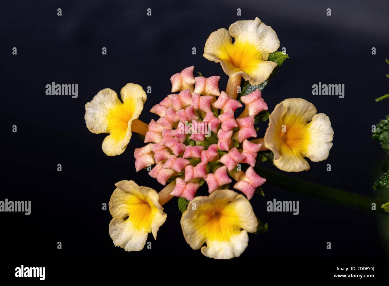 Flower of Common Lantana of the species Lantana camara with selective focus  Stock Photo - Alamy