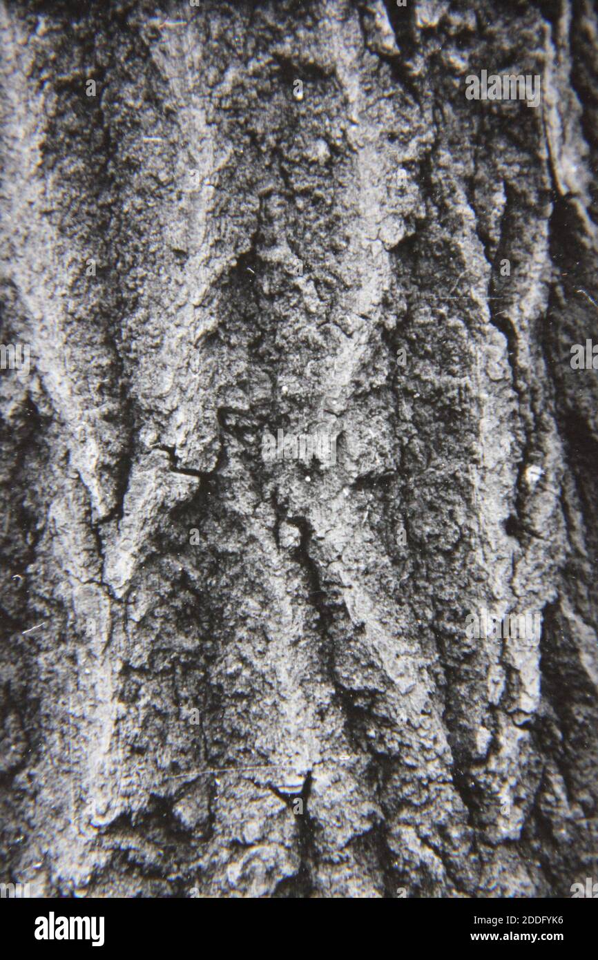 Fine 1970s vintage black and white photography of the natural beauty of ...