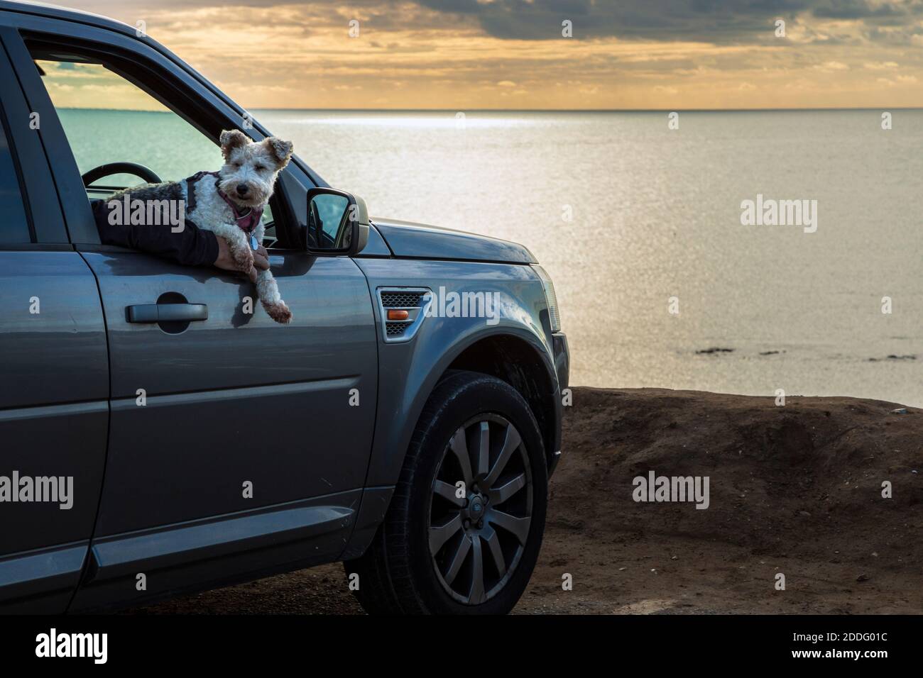 A cute dog leaning out of a car window while it's owners enjoy the sunset at Compton Bay, Isle of Wight Stock Photo