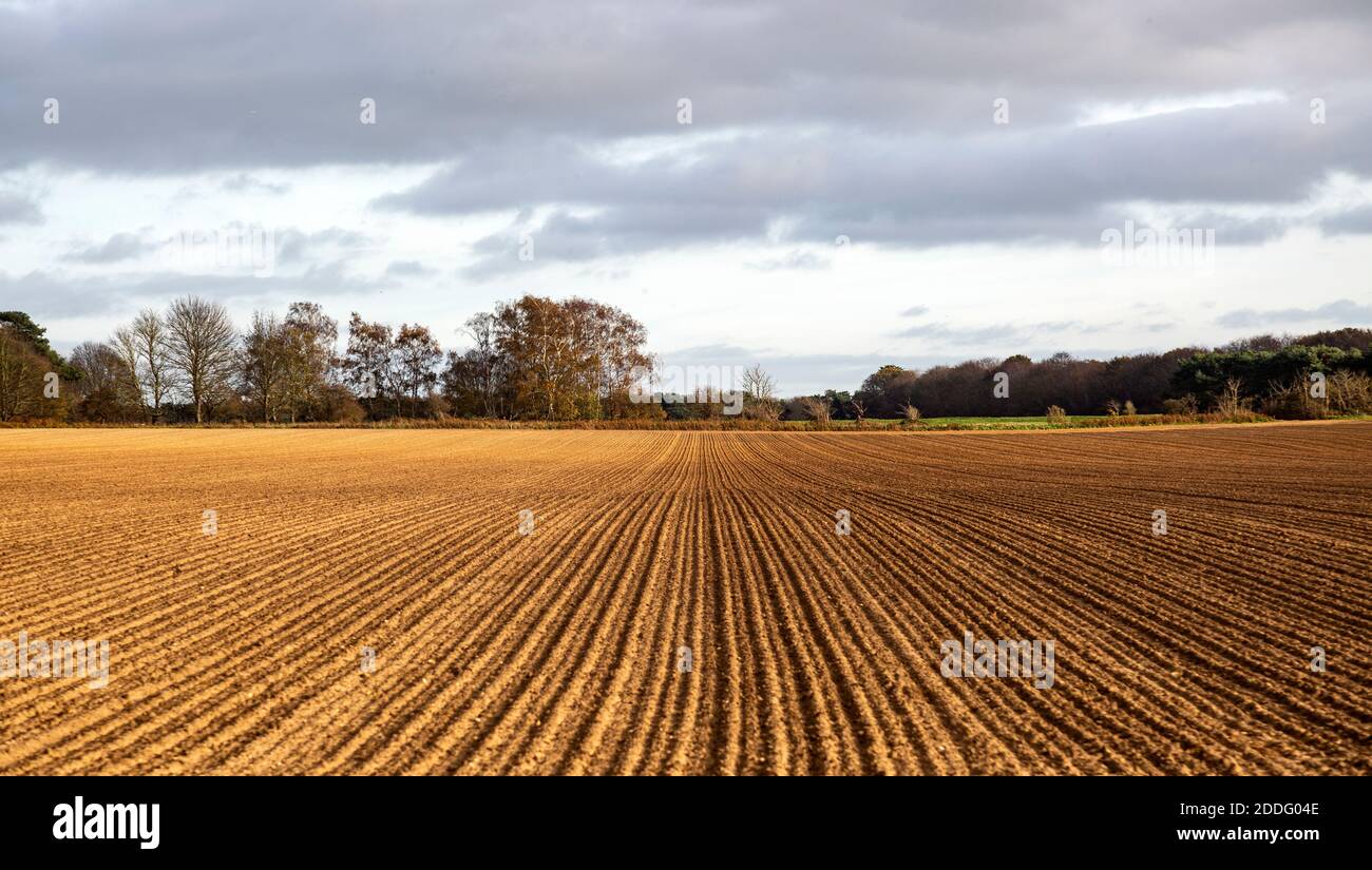 Lines in tulles soil stretching into the distance  across a field, Ramsholt, Suffolk, England, UK Stock Photo
