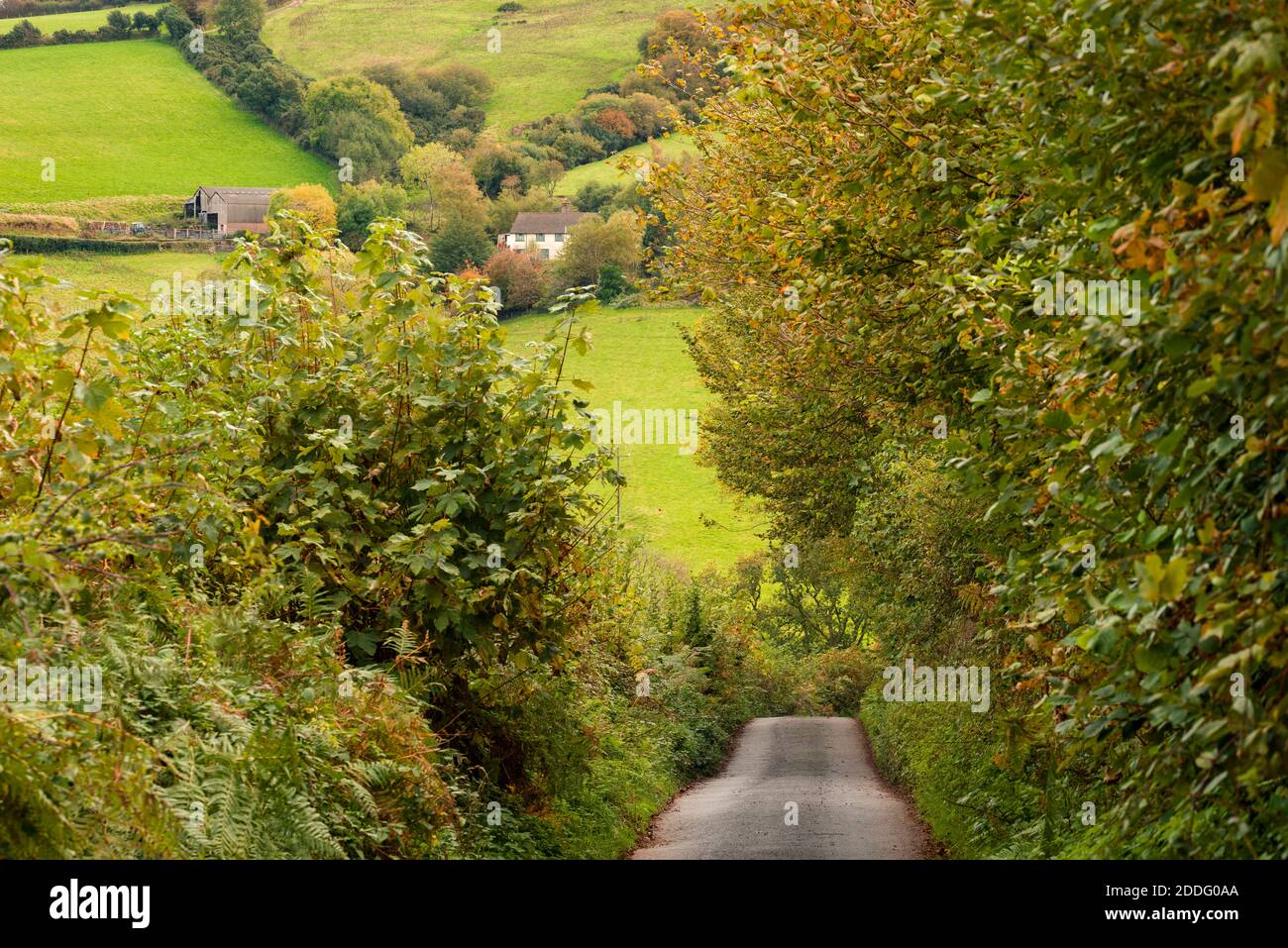 An autumnal view along a country lane in Exmoor National Park near Porlock, Somerset England. Stock Photo