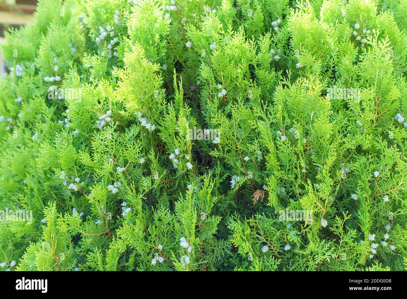 Green leaves creeping juniper or Juniperus horizontalis. selective focus background Stock Photo