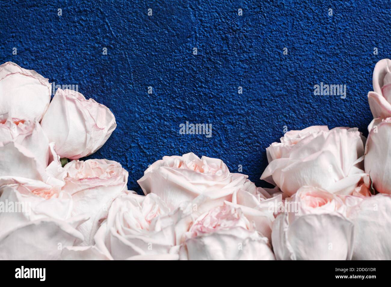 Delicate light pink roses dark blue stucco background closeup, beautiful  white flowers bouquet, birthday greeting card, valentines day romantic  design Stock Photo - Alamy