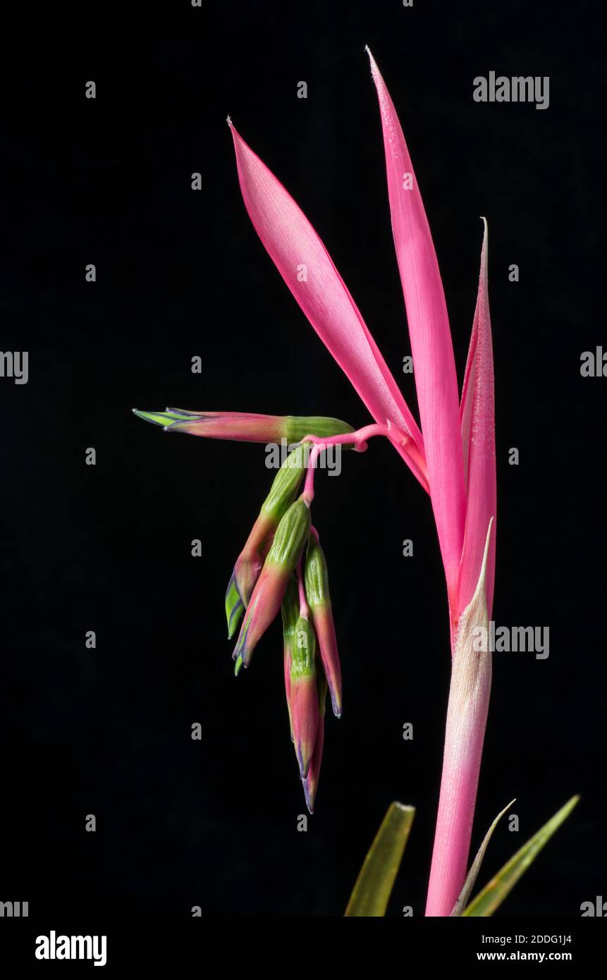 Close-up of Billbergia Nutans flower on black background Stock Photo