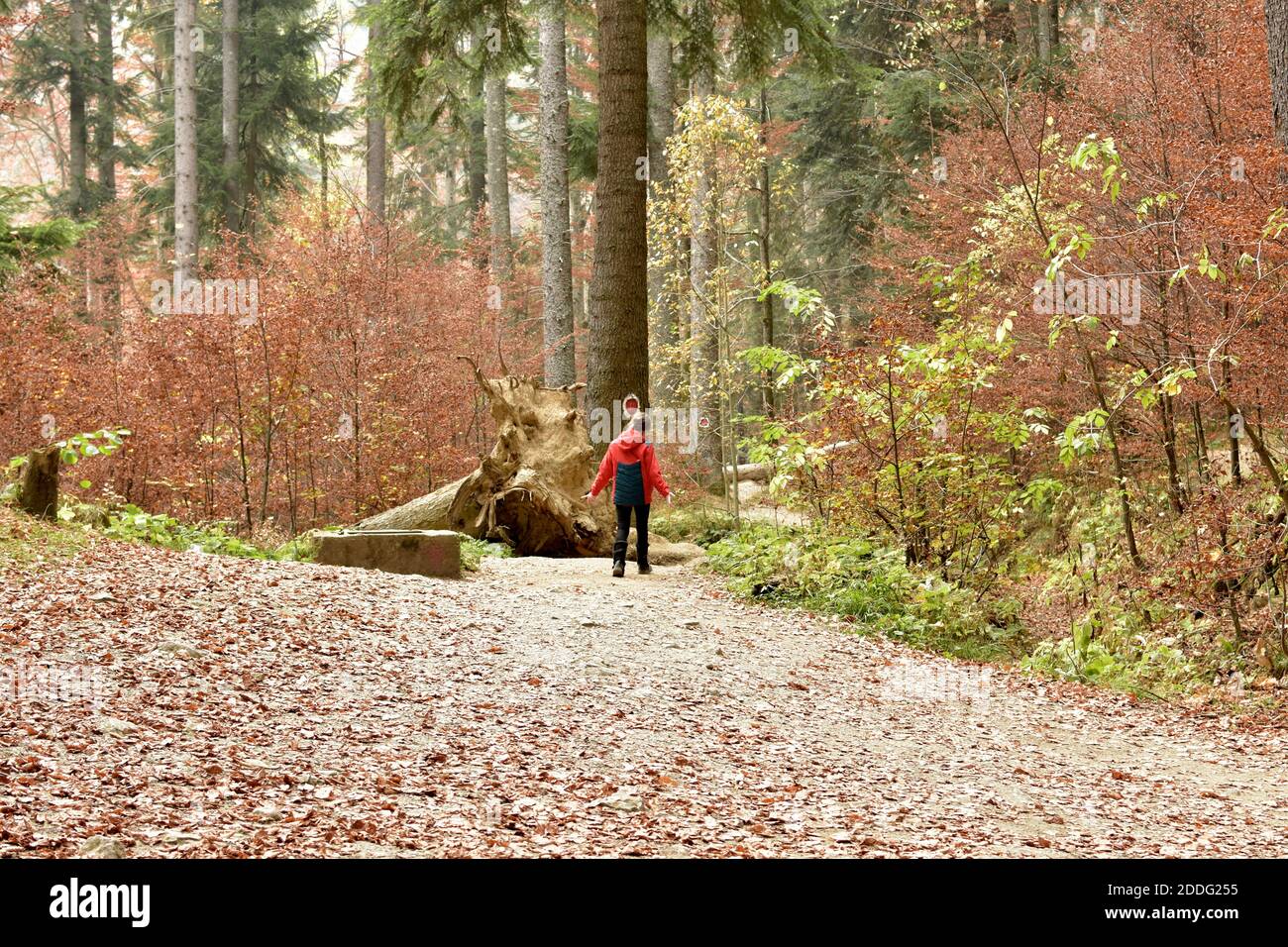 Happy child in the forest walking along a path in autumn color season. Stock Photo