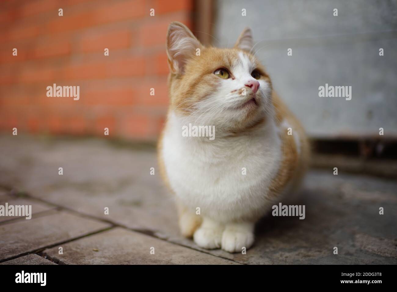 Ginger white fluffy cat relaxed on a stone floor outdoors. Stock Photo