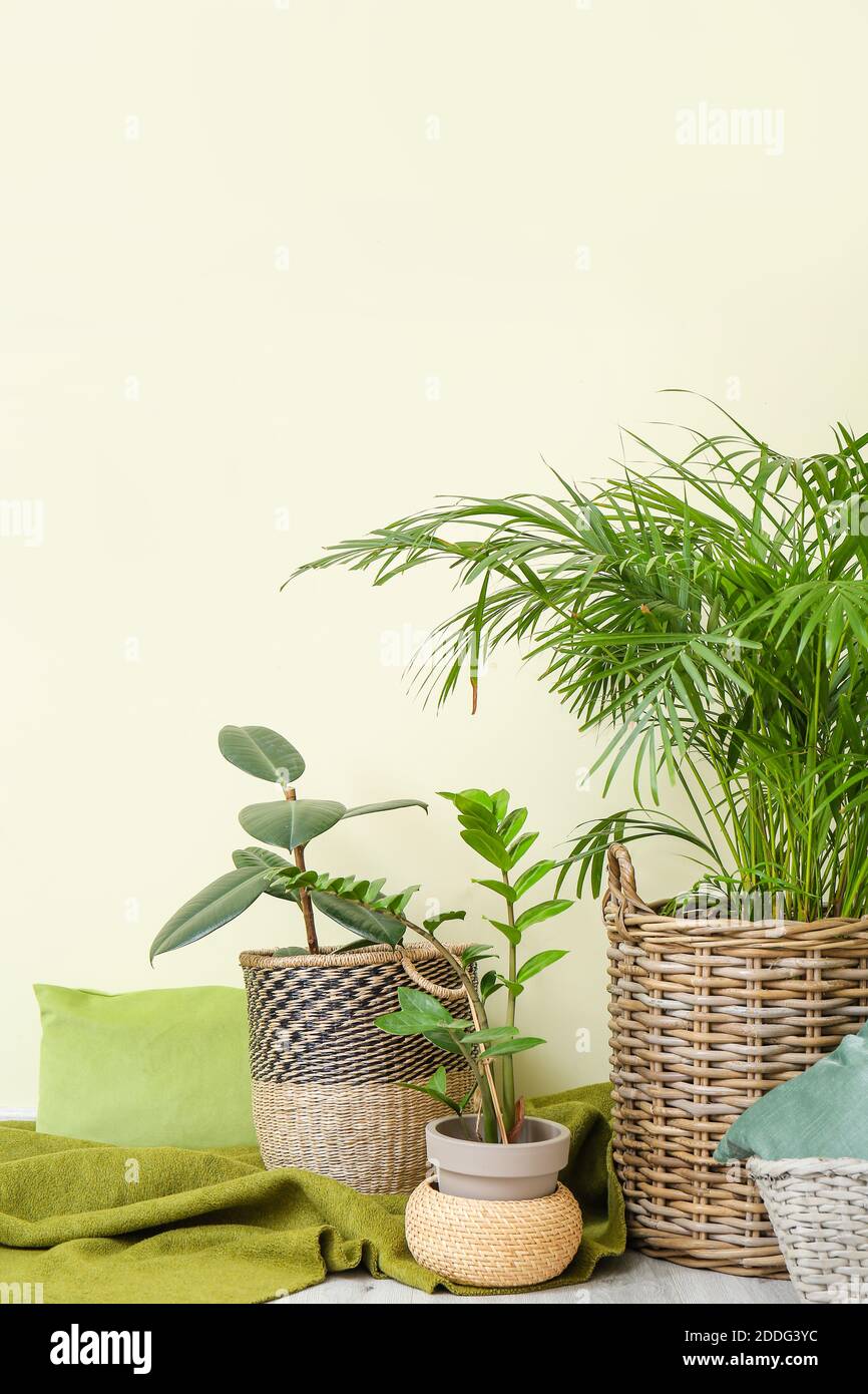 Wicker baskets with houseplants, plaid and pillow on floor near color
