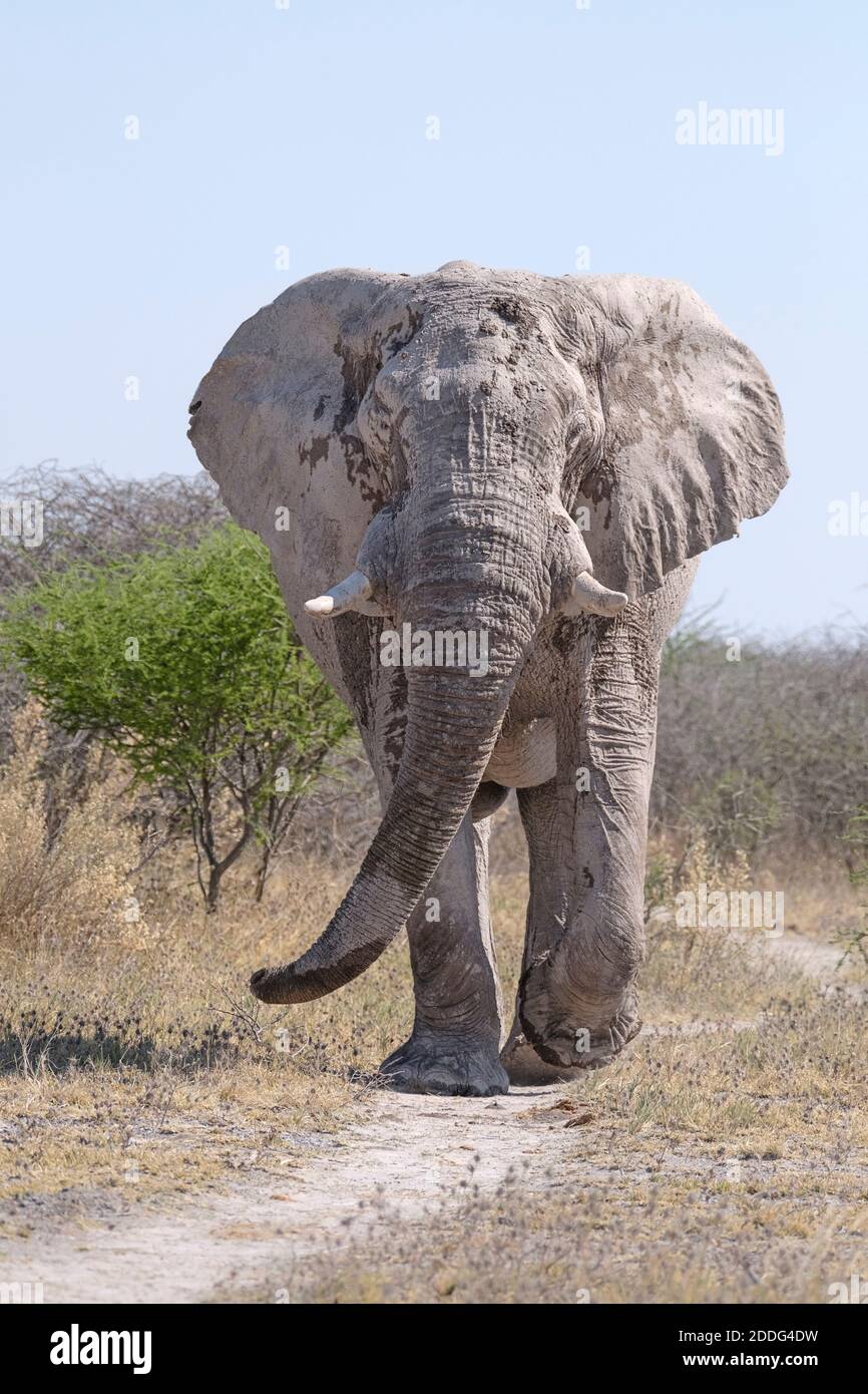 African elephant bull, Loxodonta africana, portrait, walking in habitat. Naxi Pan, Makgadikgadi Pan, Botswana, Africa. Stock Photo