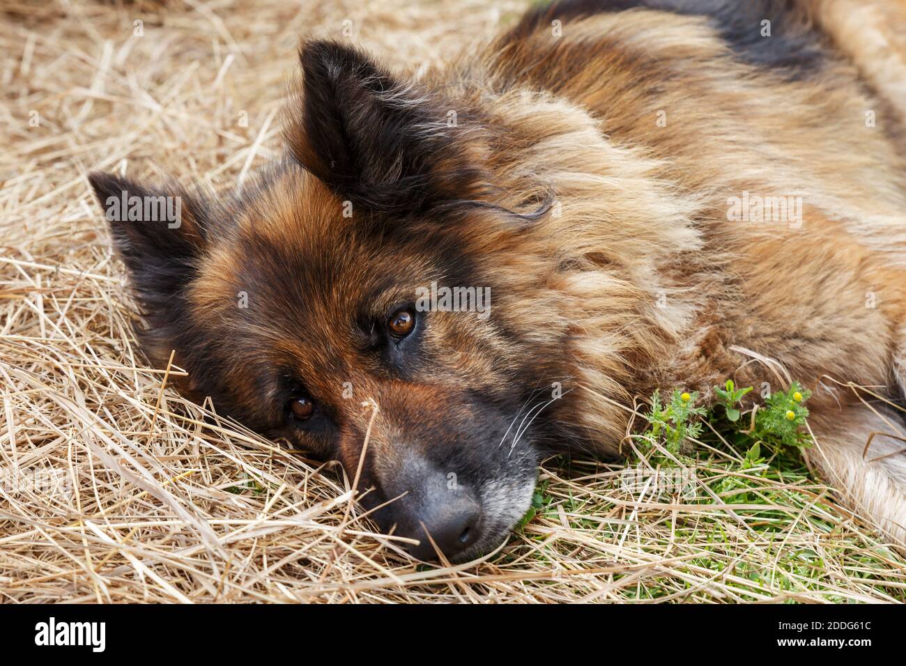 German shepherd dog. A sad dog lies in the hay and looks at the camera