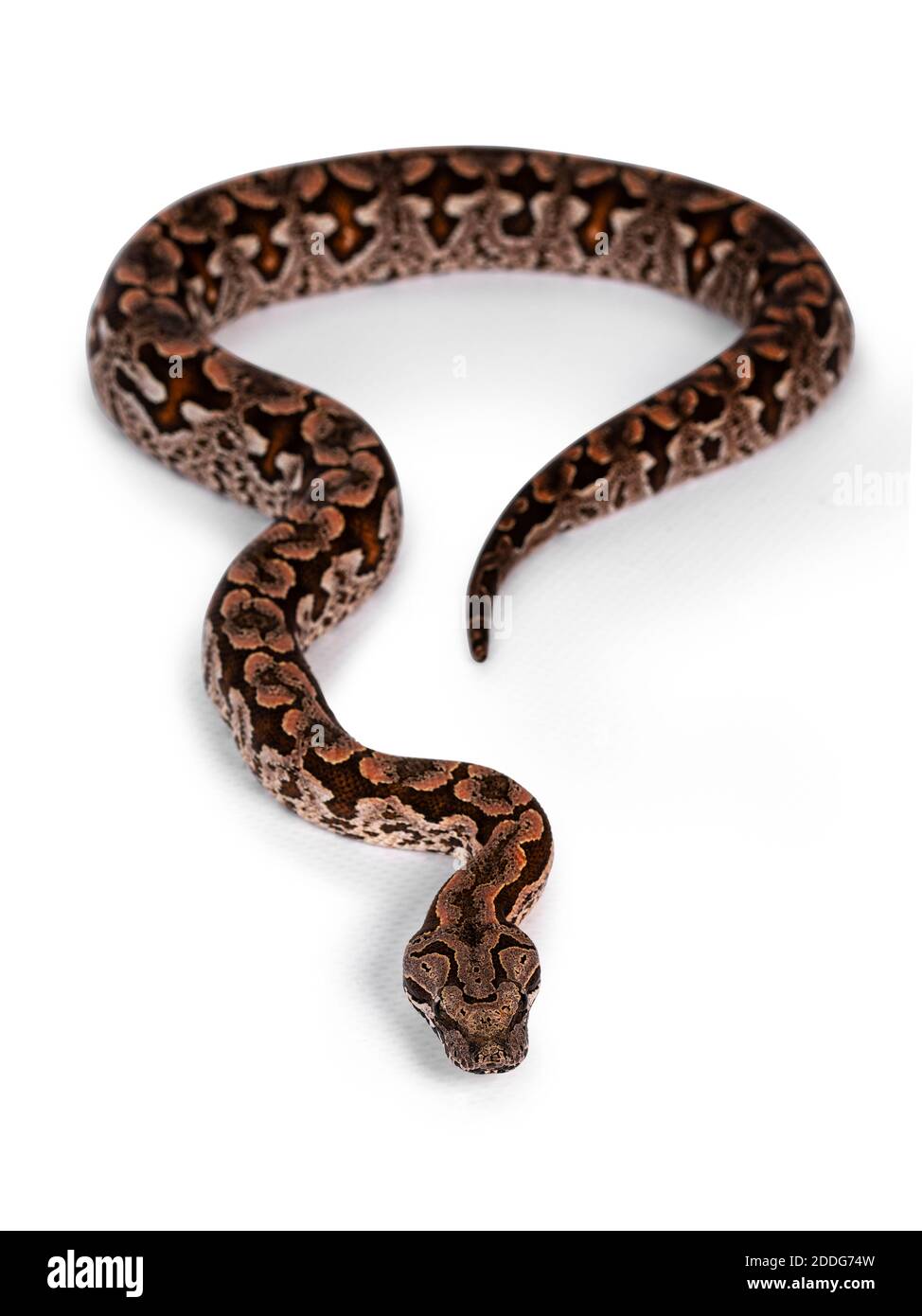 Dumeril's Boa, The Best Pet Snake? 