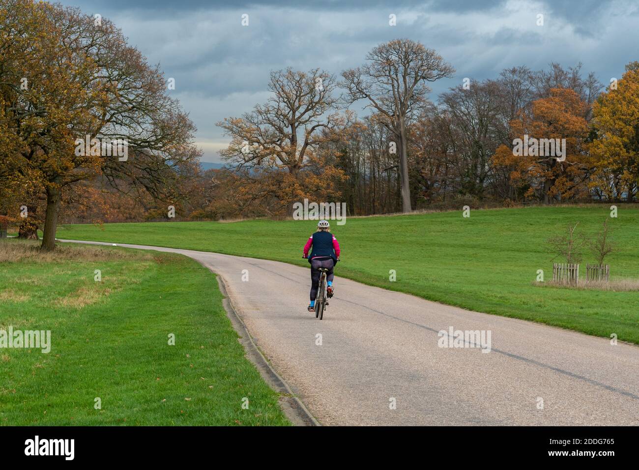 Cyclist riding through Windsor Great Park in Berkshire, UK, in late autumn or November Stock Photo