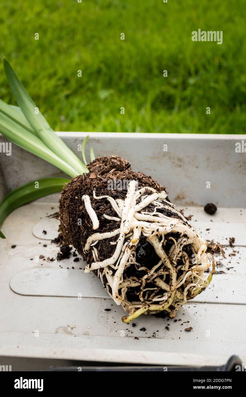A young Agapanthus plant shwoing root growth and its readiness for repotting for its next stage of growth in UK Stock Photo