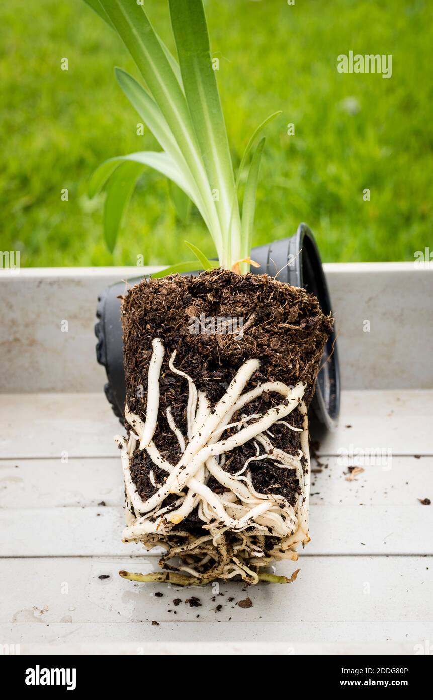 A young Agapanthus plant showing root growth and its readiness for repotting for its next stage of growth in UK Stock Photo