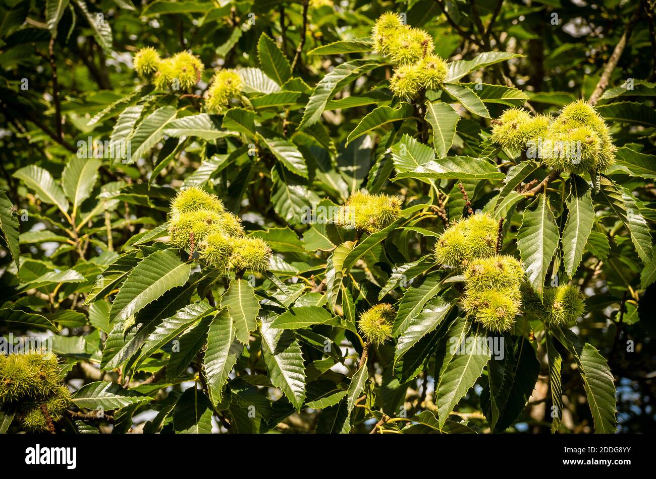 Nuts, in their prickly casings, growing on an English chestnut tree in an English garden in summer Stock Photo