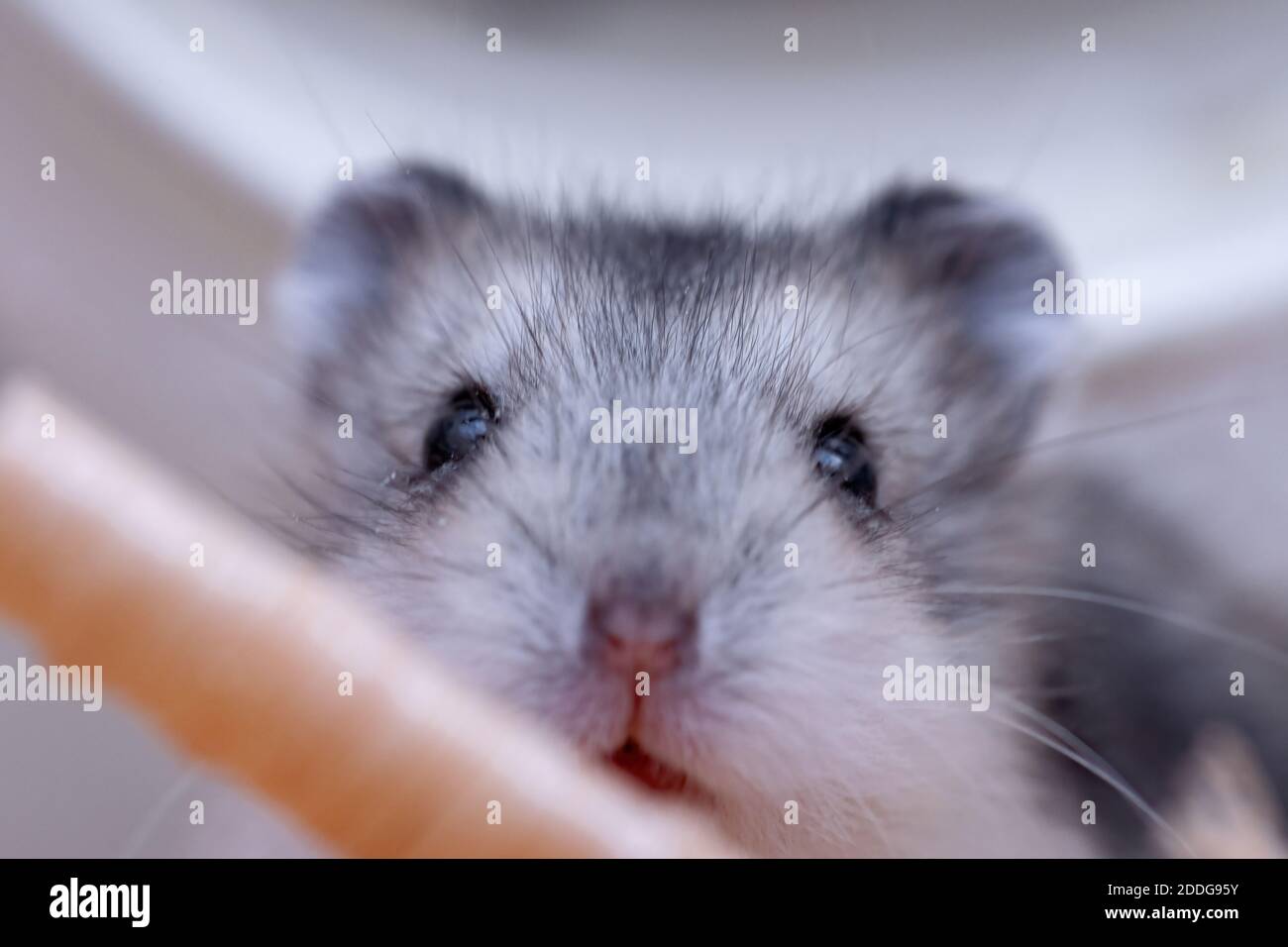 Campbell's dwarf hamster of the species Phodopus campbelli Stock Photo ...