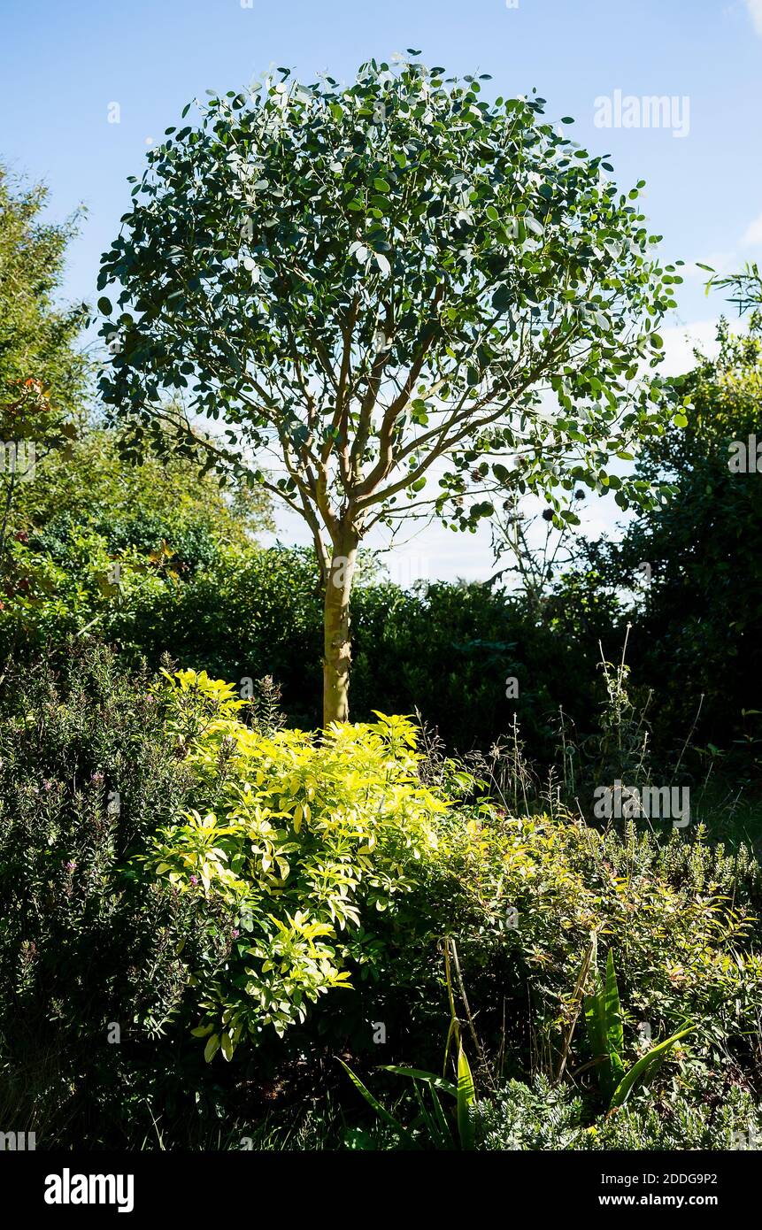 A specimen Eucalyptus gunnii shaped to contain it as a smaller tree in an English garden in UK Stock Photo