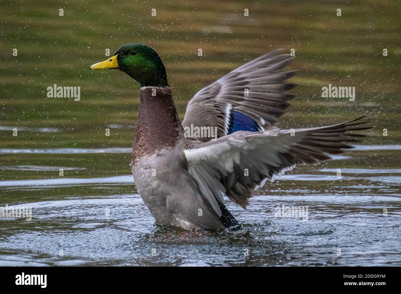Washing Mallard Duck Stock Photo