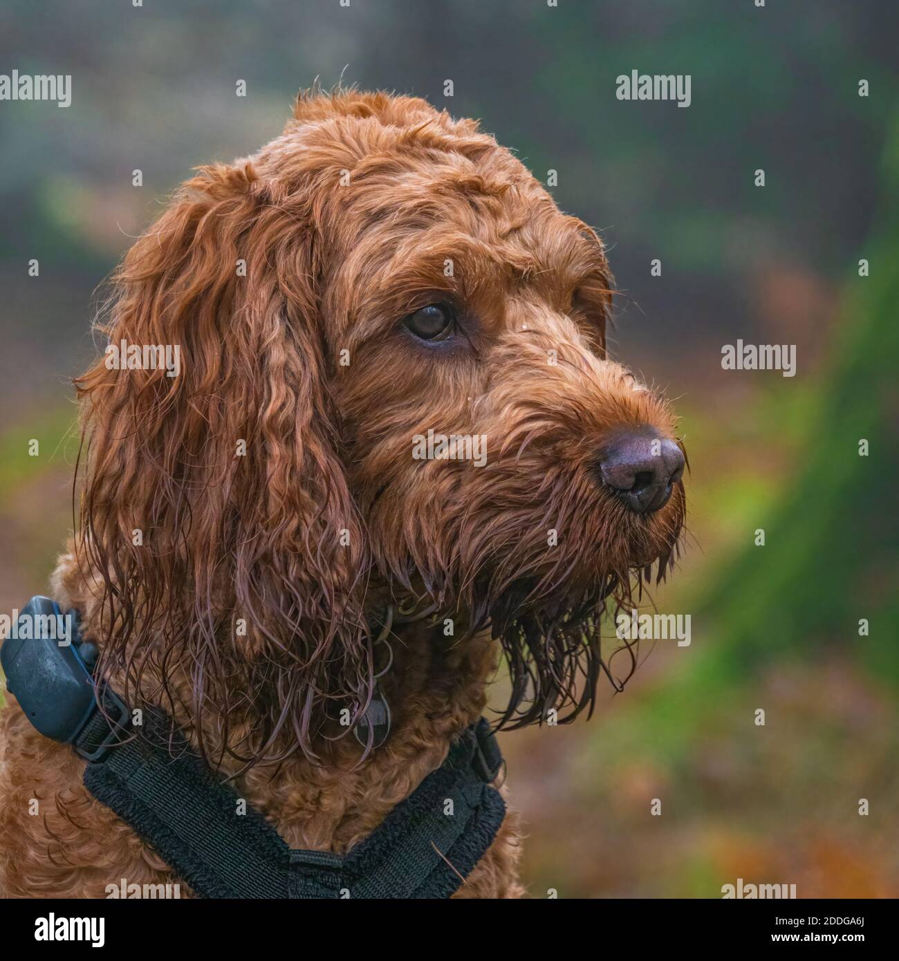 A young cockapoo dog sitting attentively in a forest Stock Photo