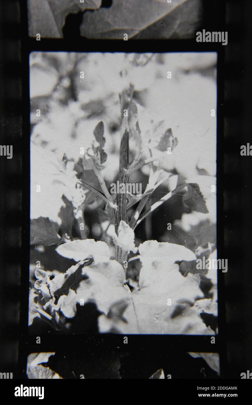 Fine 1970s vintage black and white photography of the natural beauty of ...