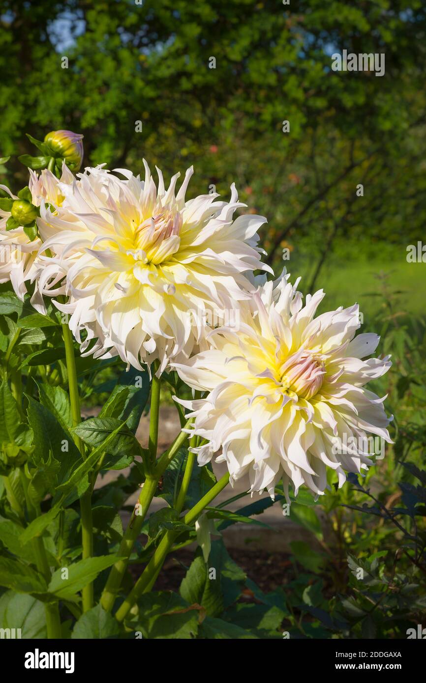 Dahlia Wynn's Farmer John with creamy white tinged yellow large flower heads growing in an English garden in August Stock Photo