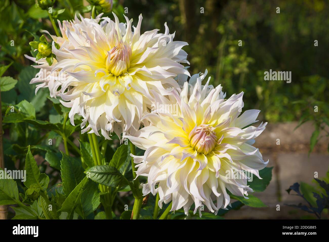 Dahlia Wynn's Farmer John with creamy white tinged yellow large flower heads growing in an English garden in August Stock Photo