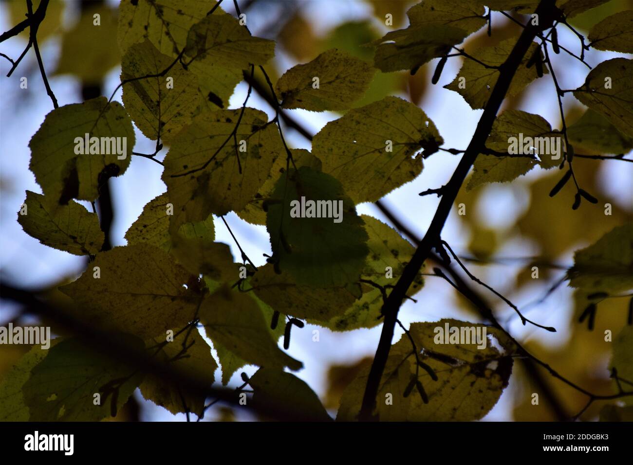Close up autumn leaves and sky hi-res stock photography and images - Alamy