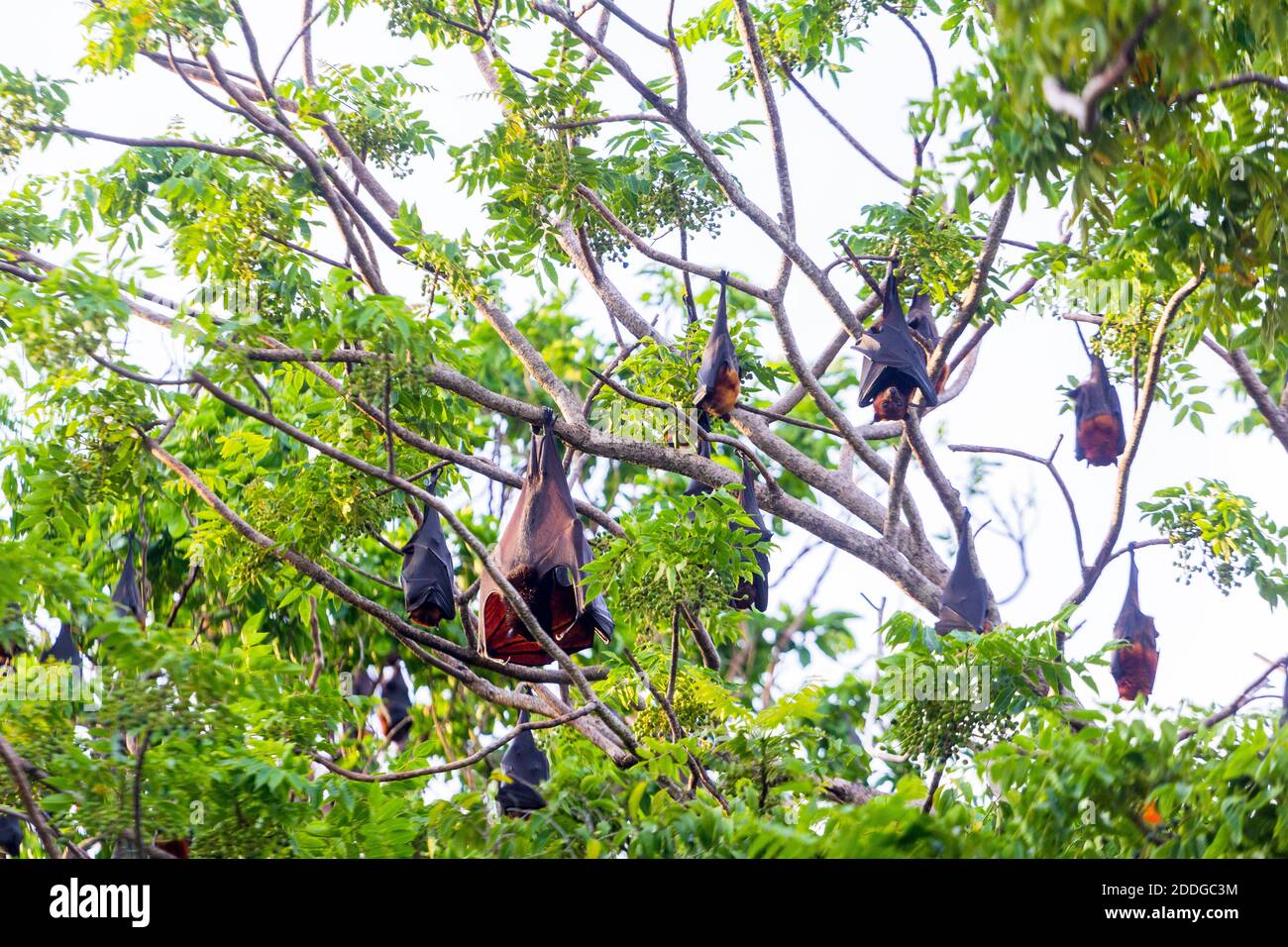 Fruit bats roosting in Palawan, Philippines Stock Photo Alamy
