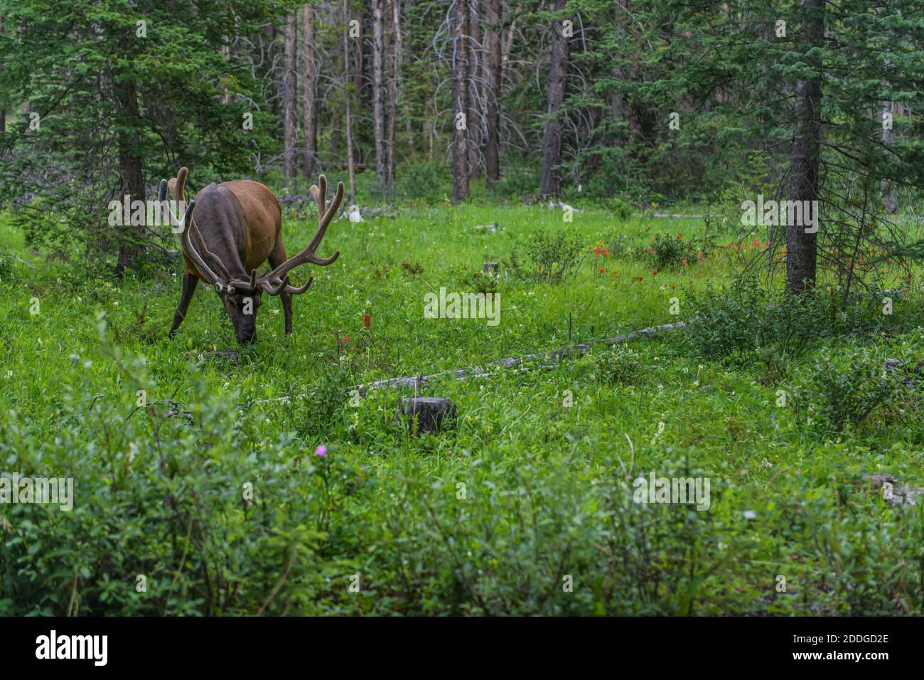 Elk in Banff National Park, Alberta, Canada Stock Photo