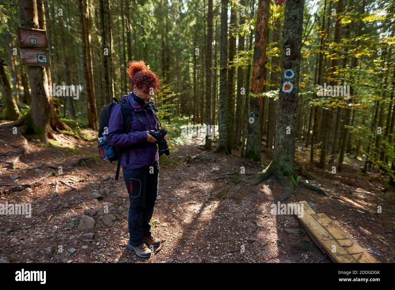 Tourist woman with camera hiking on a trail in the forests and ...