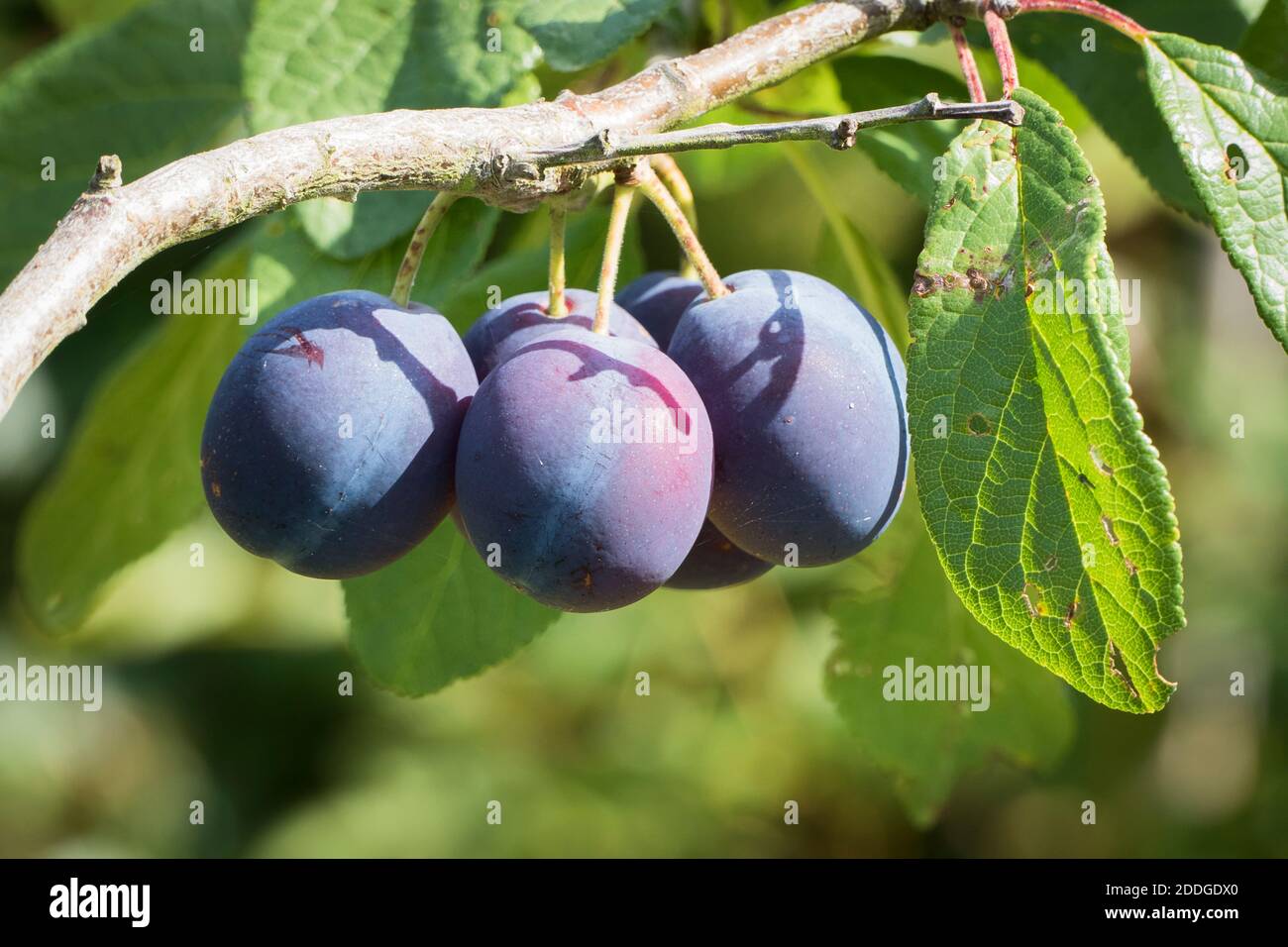 Prunus domestica Opal ripe fruit on tree in an English garden UK Stock Photo